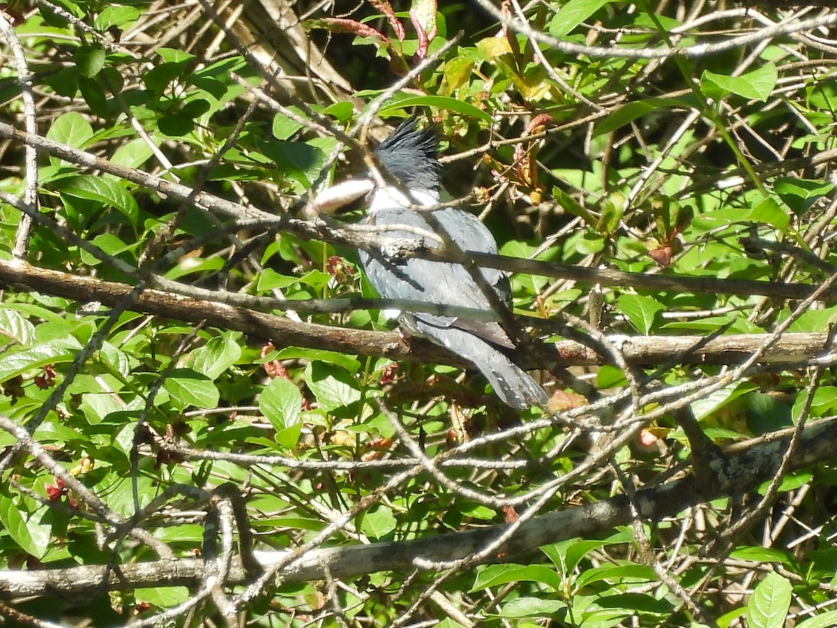 Belted Kingfisher - ML620160641