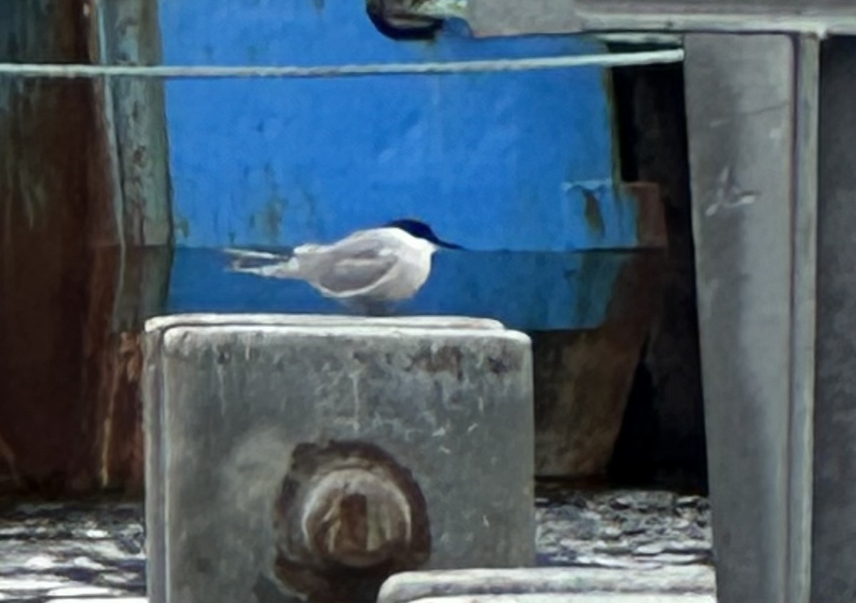 Common Tern (longipennis) - ML620160657