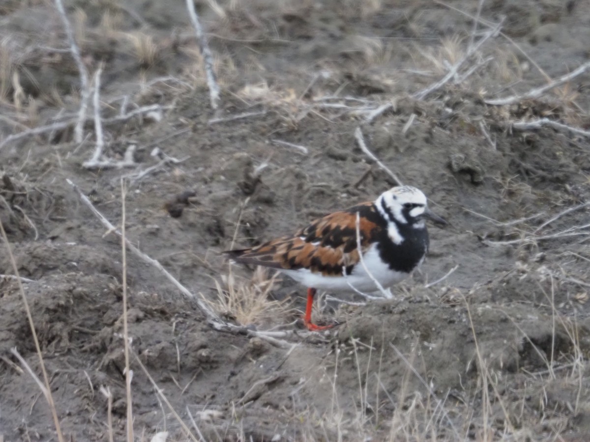 Ruddy Turnstone - ML620160668