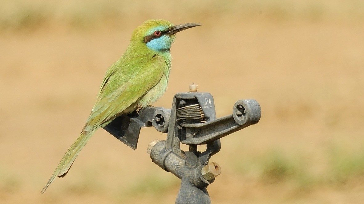 Arabian Green Bee-eater - ML620160671