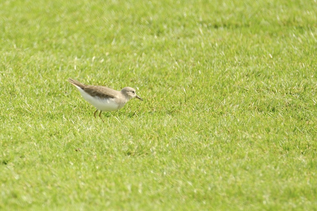 Temminck's Stint - ML620160672