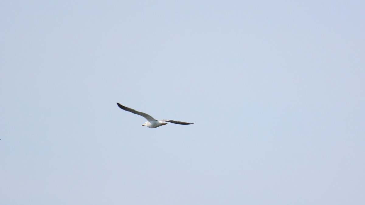 Black-tailed Gull - ML620160673