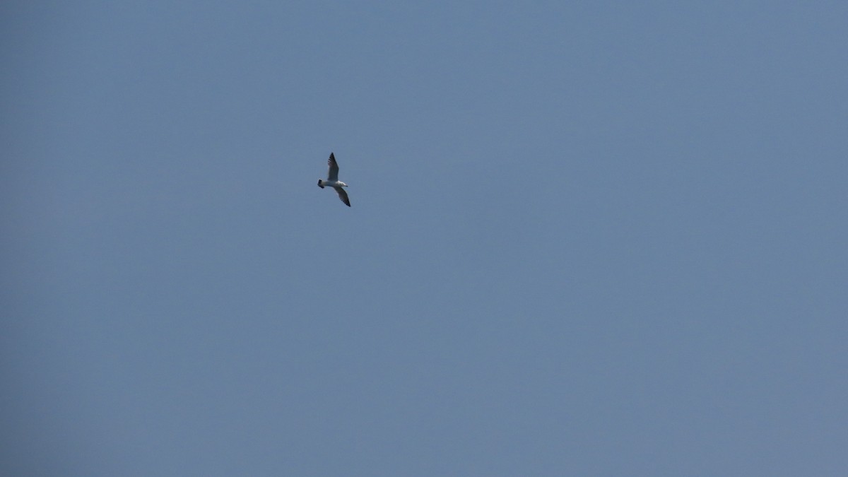 Black-tailed Gull - ML620160675