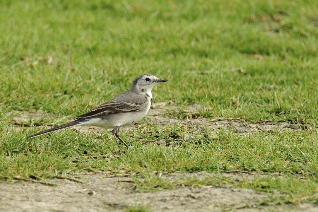 White Wagtail (White-faced) - ML620160676