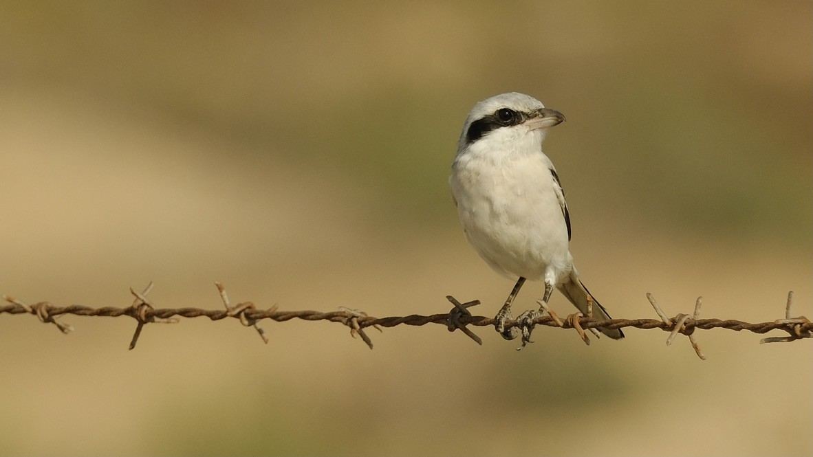 Great Gray Shrike - ML620160678