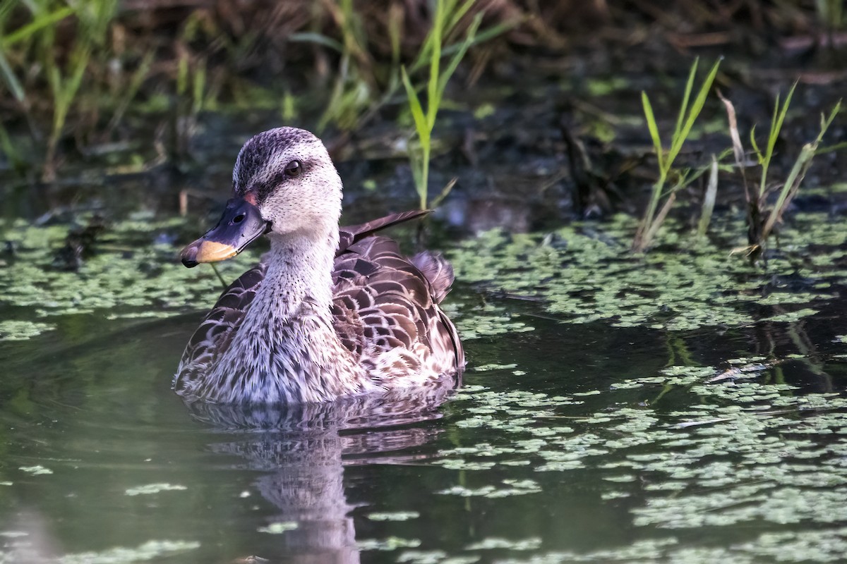 Indian Spot-billed Duck - ML620160683