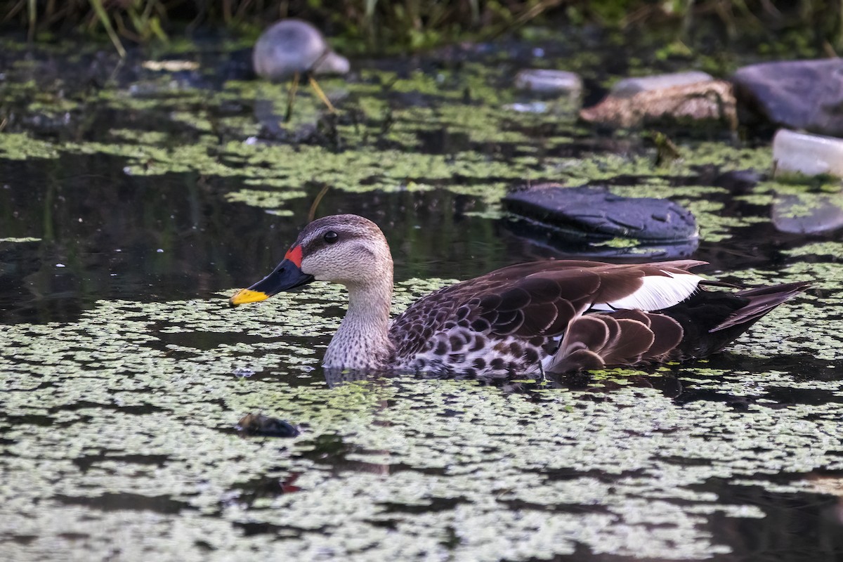 Indian Spot-billed Duck - ML620160684