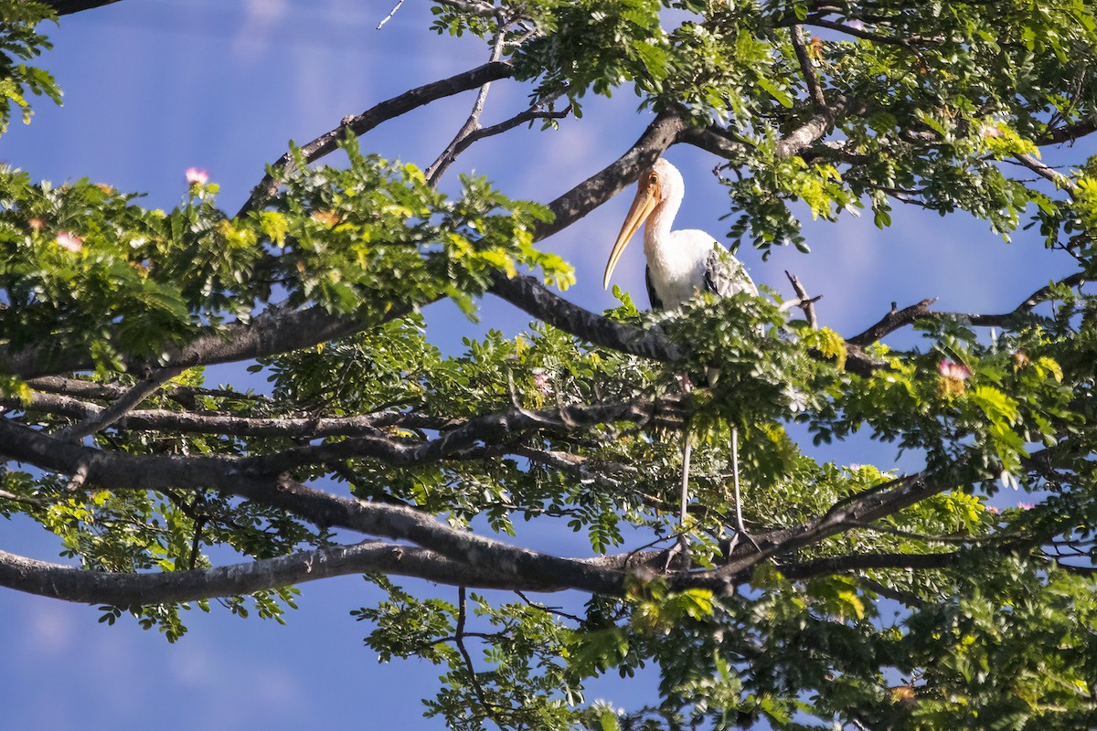 Painted Stork - ML620160698