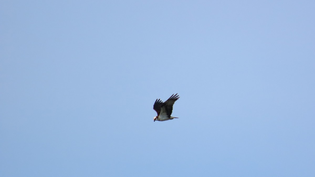 Balbuzard pêcheur - ML620160700