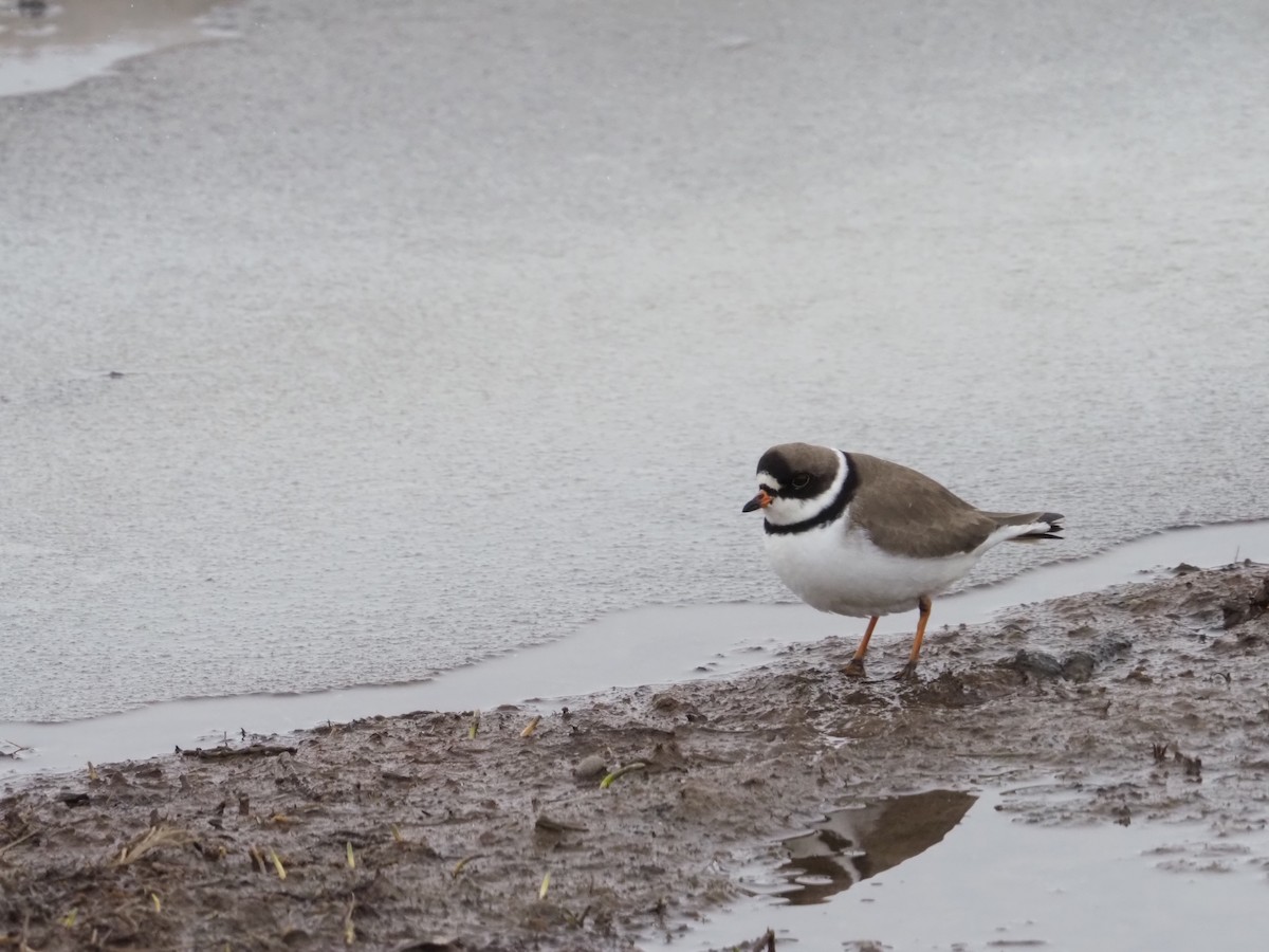 Semipalmated Plover - ML620160710