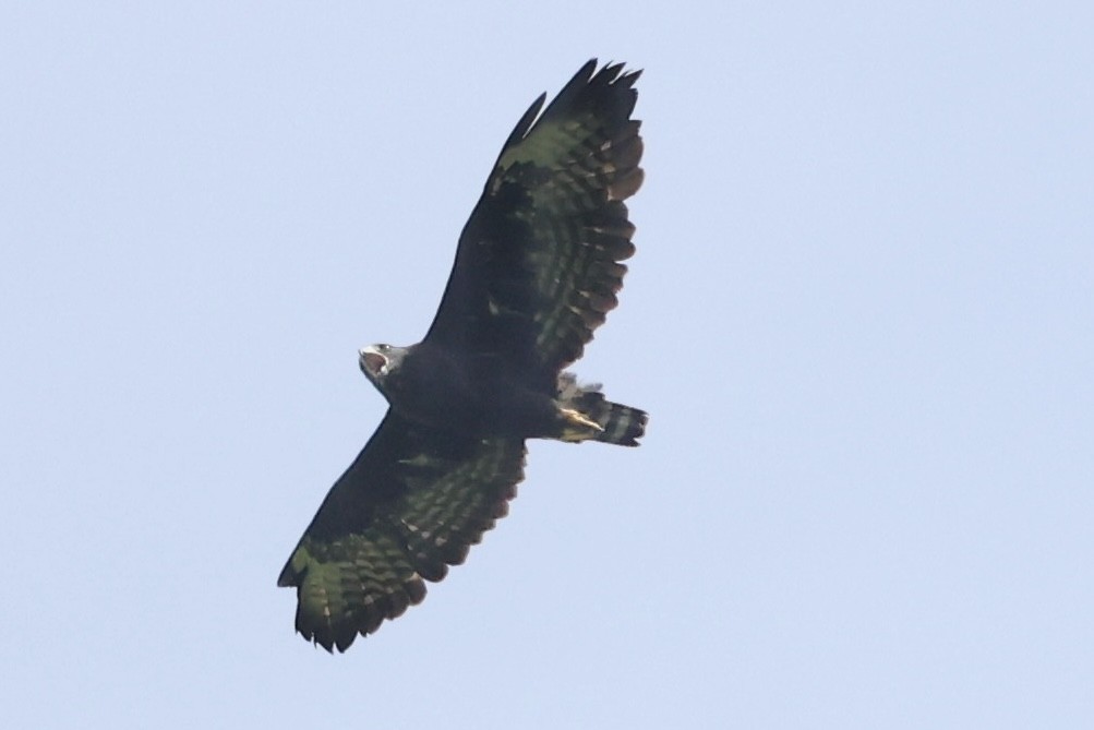 Short-tailed Hawk - ML620160711