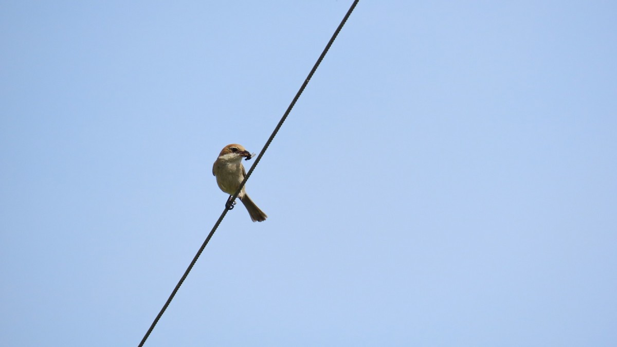 Bull-headed Shrike - ML620160714