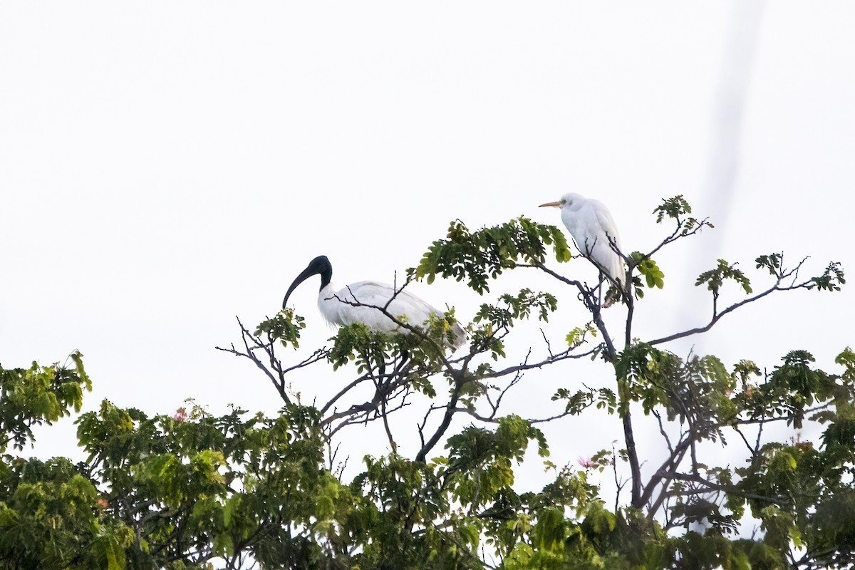 ibis černohlavý - ML620160715
