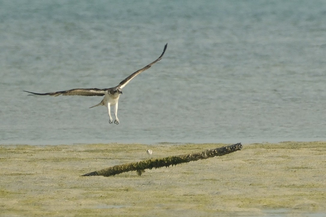 Balbuzard pêcheur - ML620160717