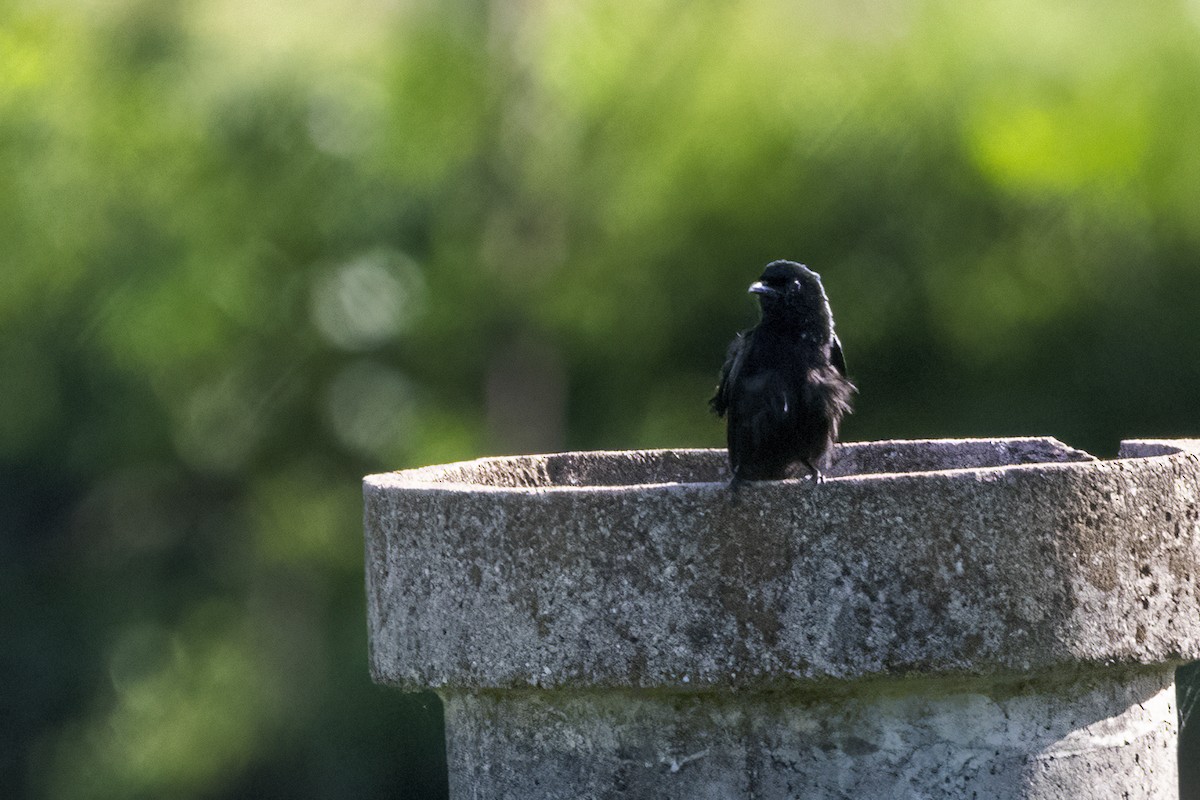 Black Drongo - ML620160718