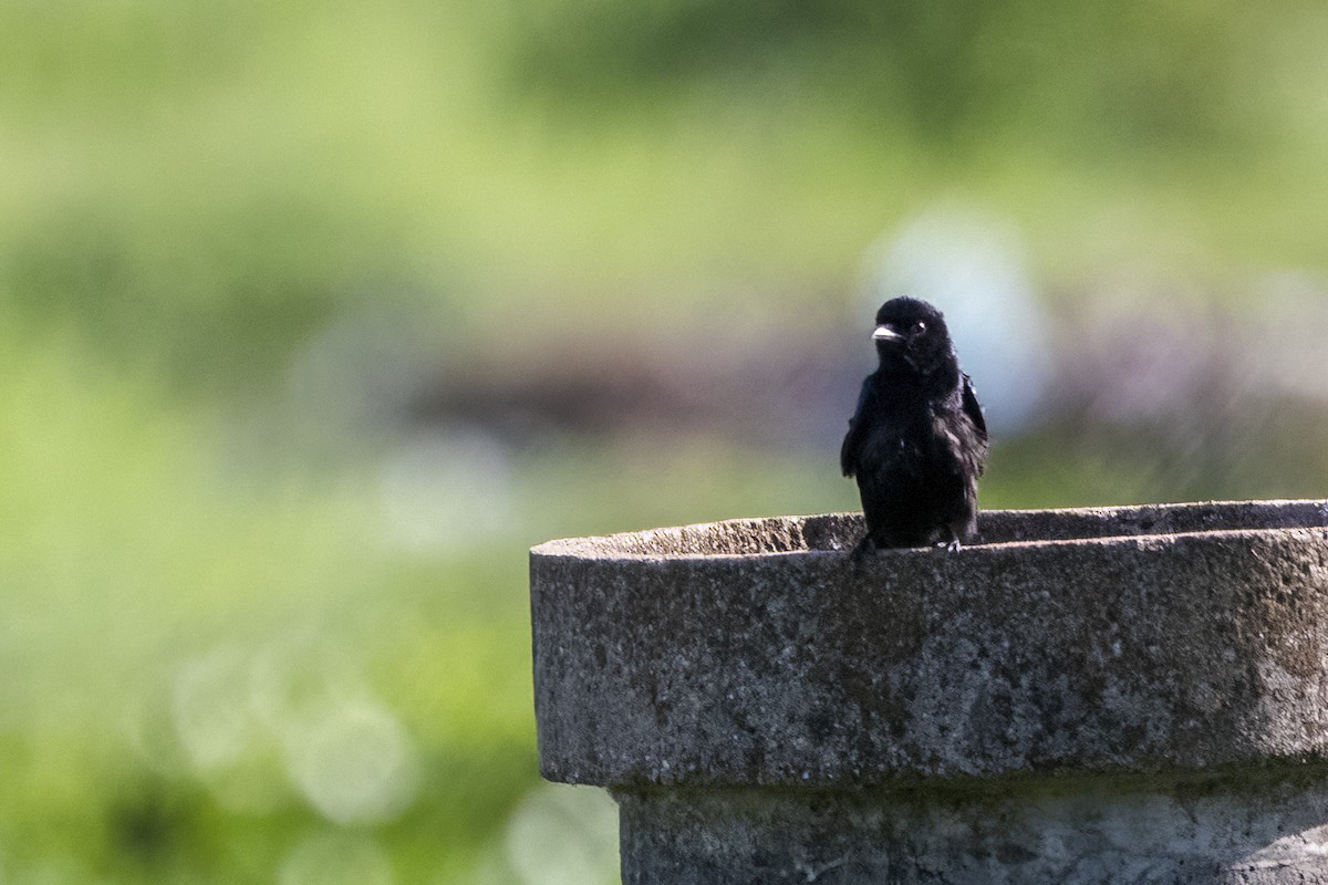 Black Drongo - ML620160719