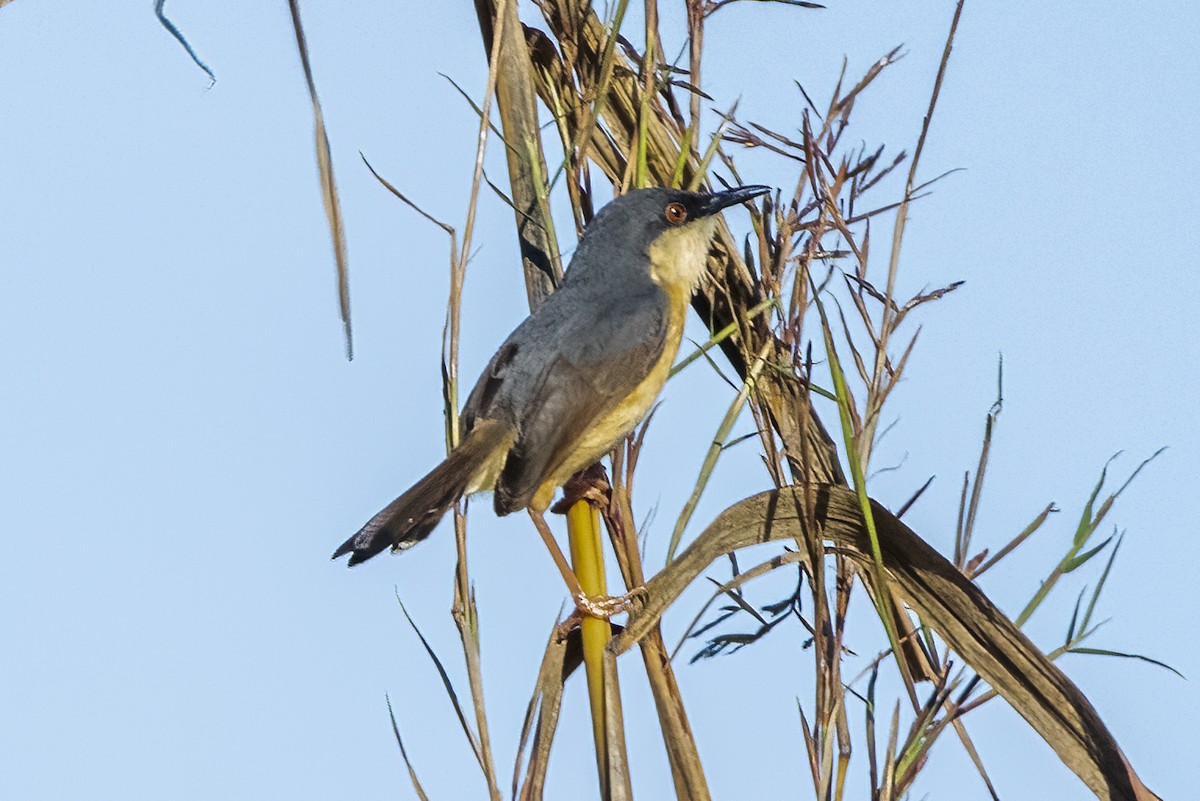 Ashy Prinia - ML620160722