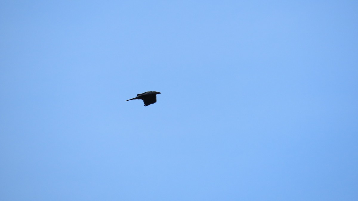 Large-billed Crow - ML620160726