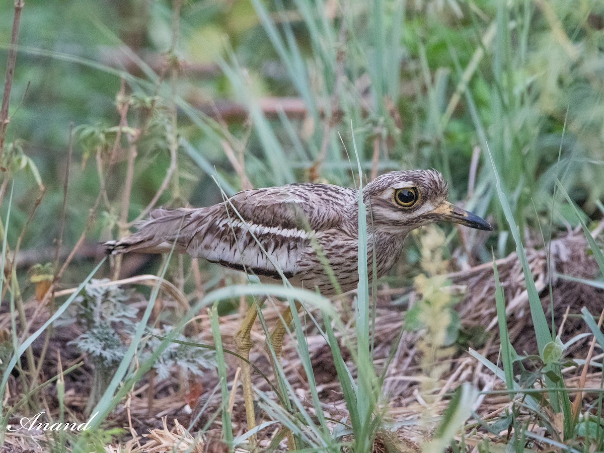 Indian Thick-knee - ML620160736