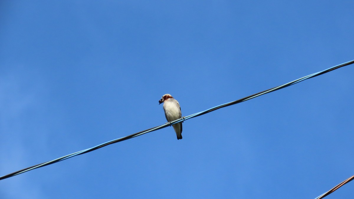 Chestnut-cheeked Starling - ML620160738