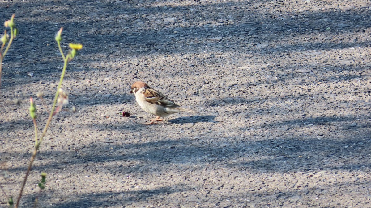 Eurasian Tree Sparrow - ML620160748