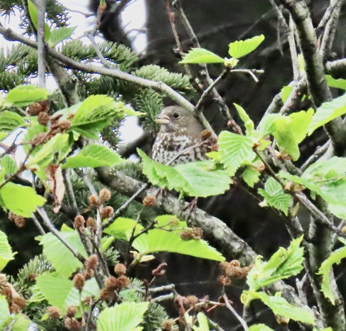 Fox Sparrow (Sooty) - ML620160750