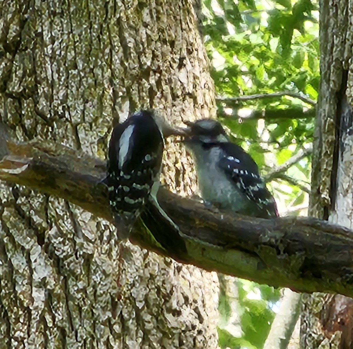 Downy Woodpecker - K Keith