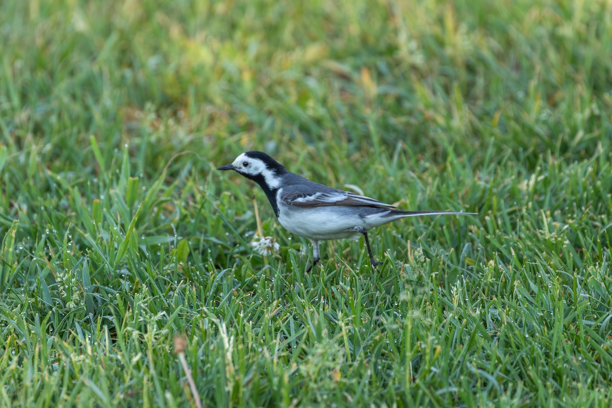 White Wagtail (White-faced) - ML620160752