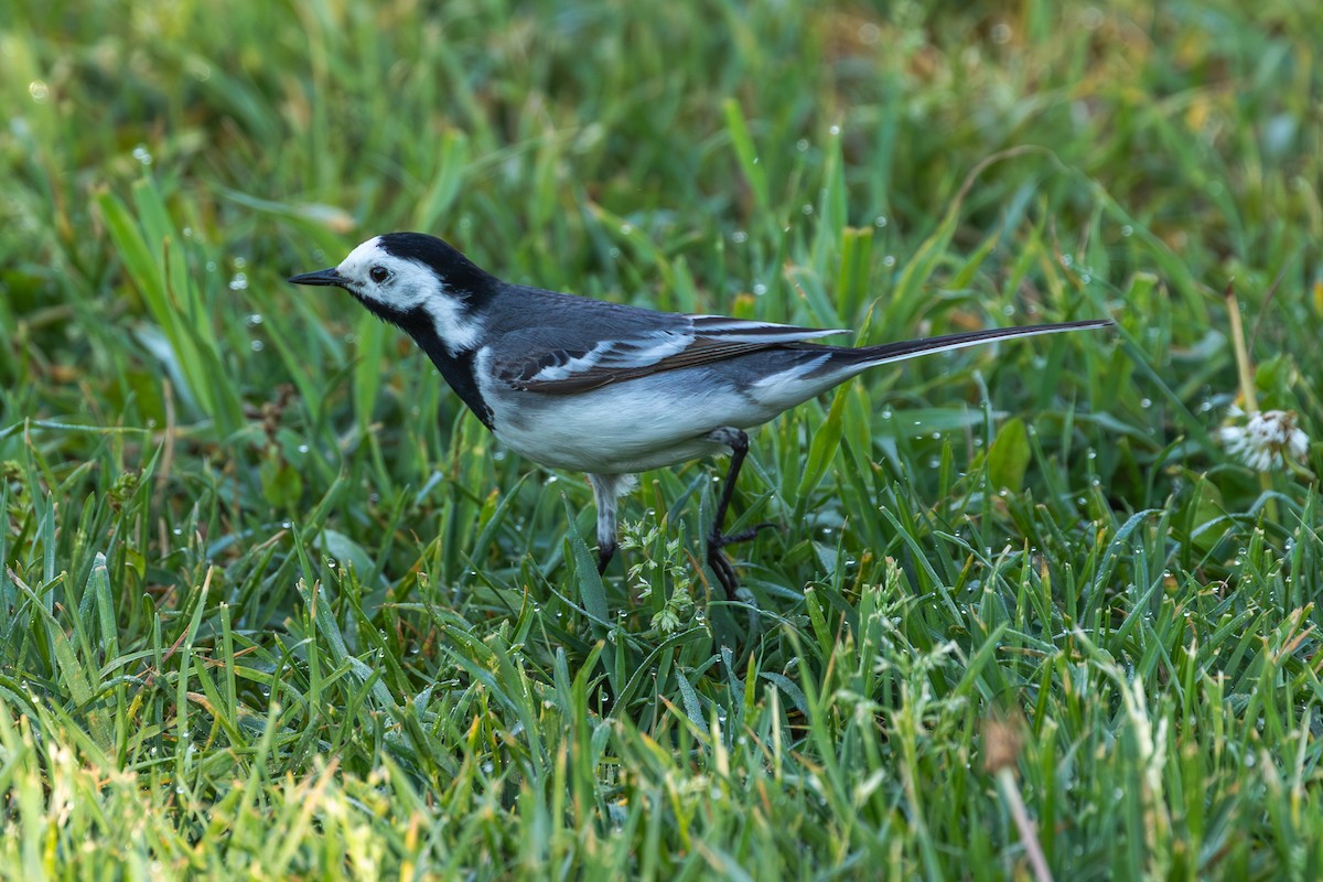 White Wagtail (White-faced) - Mark Maddock