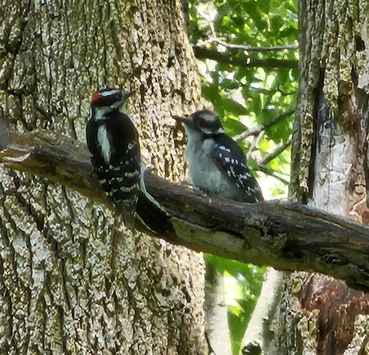 Downy Woodpecker - ML620160755