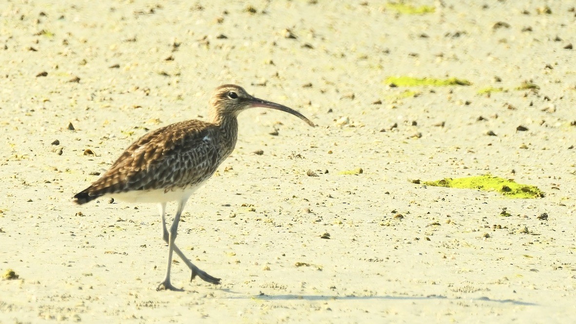 Whimbrel - ML620160769