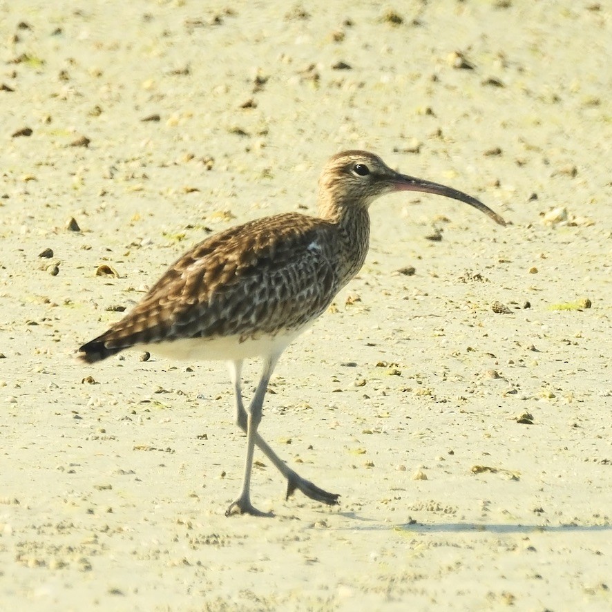 Regenbrachvogel - ML620160770