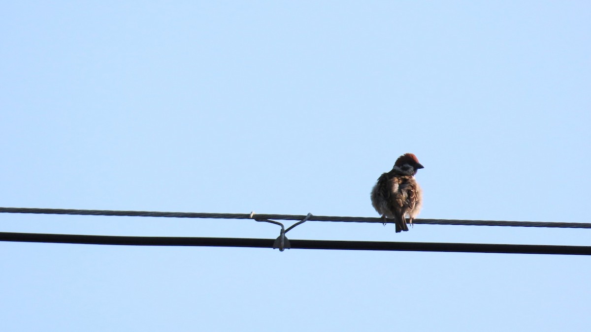 Eurasian Tree Sparrow - ML620160774