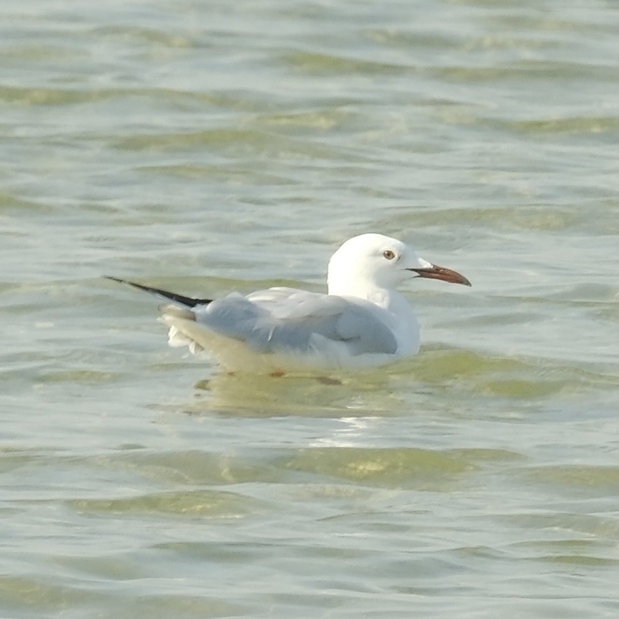 Slender-billed Gull - ML620160777