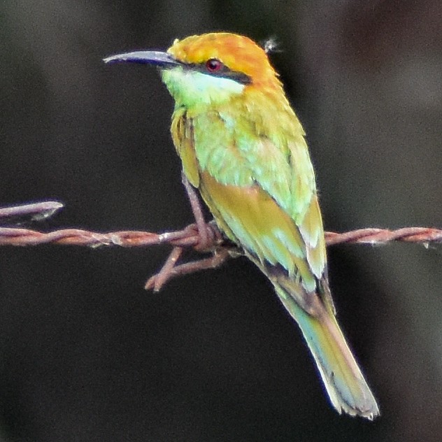 Asian Green Bee-eater - ML620160780