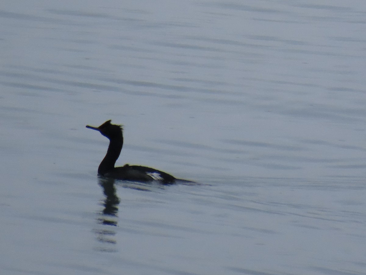 Pelagic Cormorant - ML620160782