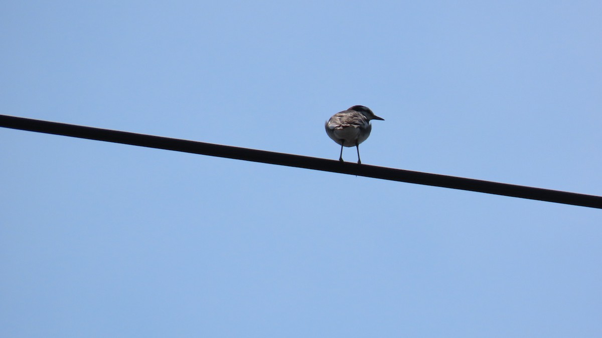 White Wagtail - ML620160807