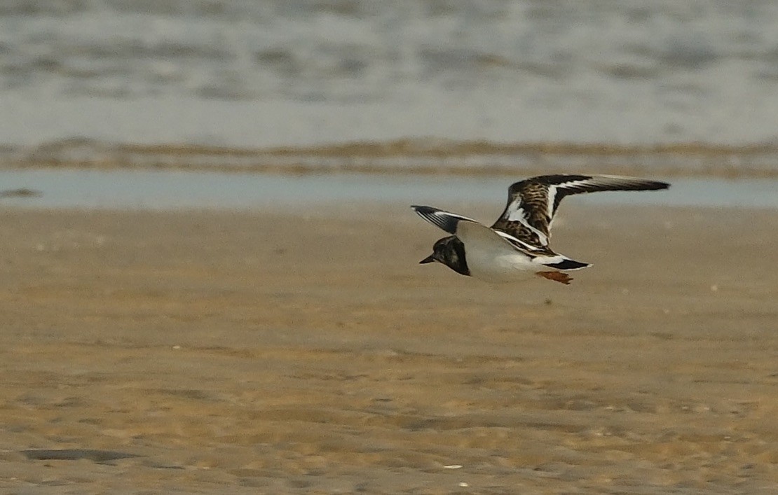 Ruddy Turnstone - ML620160810