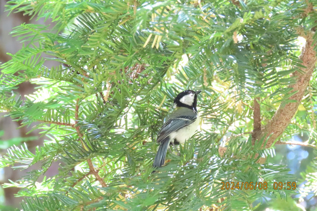 Japanese Tit - ML620160841