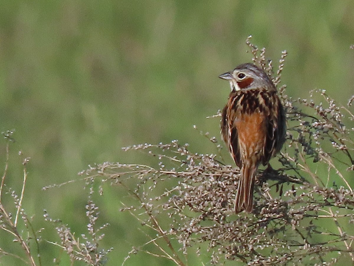 Chestnut-eared Bunting - ML620160844