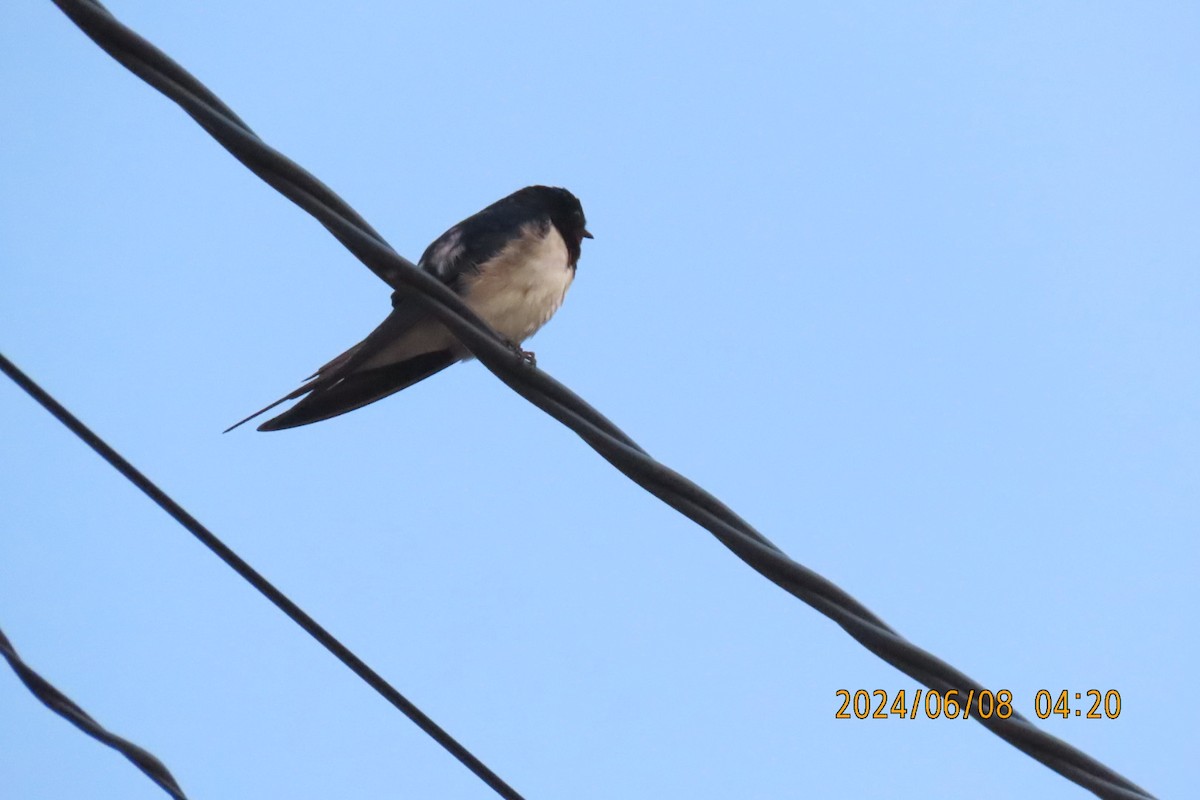 Golondrina Común - ML620160849