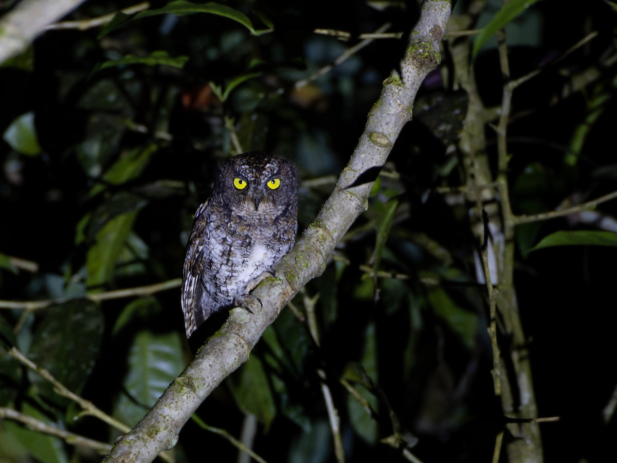Mindanao Scops-Owl - ML620160852