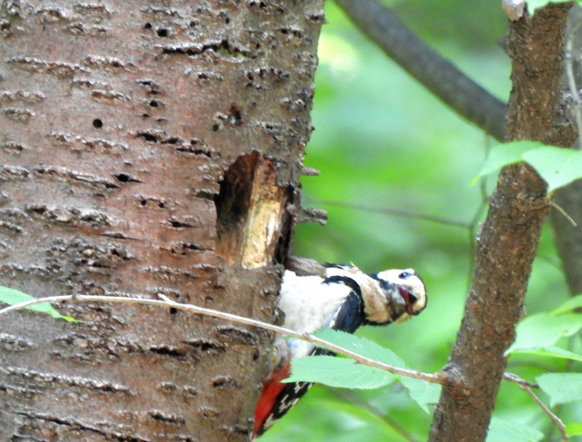 Great Spotted Woodpecker - ML620160864