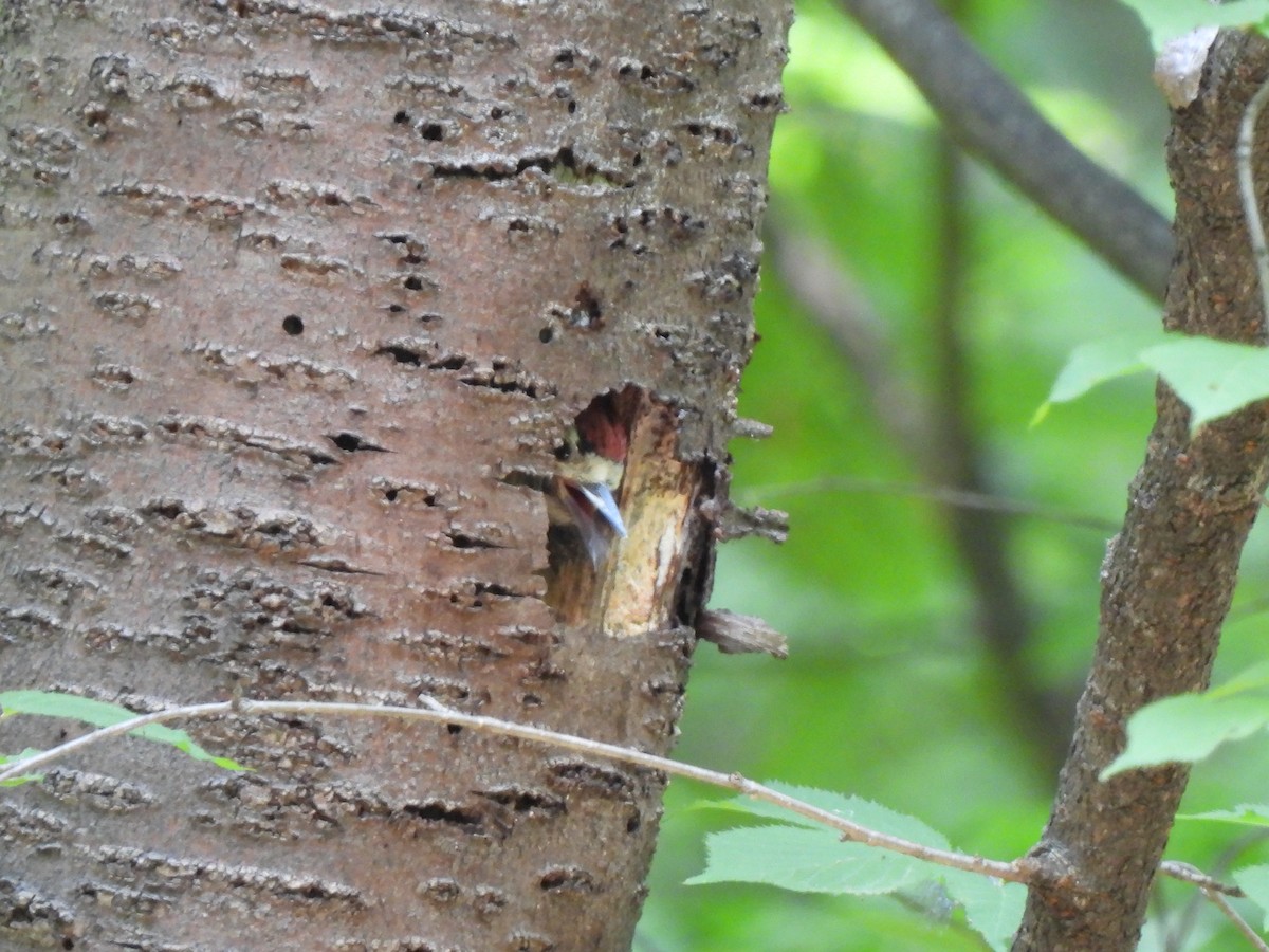 Great Spotted Woodpecker - ML620160865