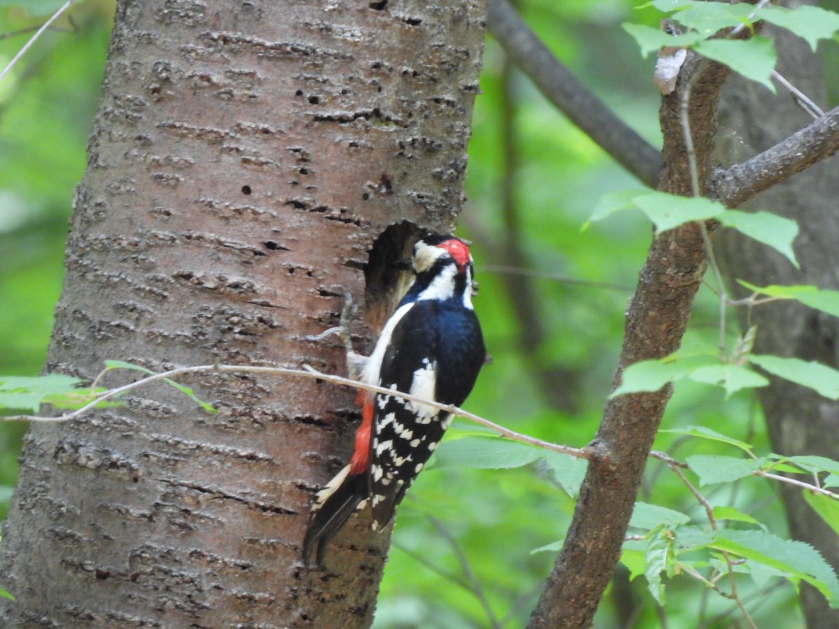 Great Spotted Woodpecker - ML620160866
