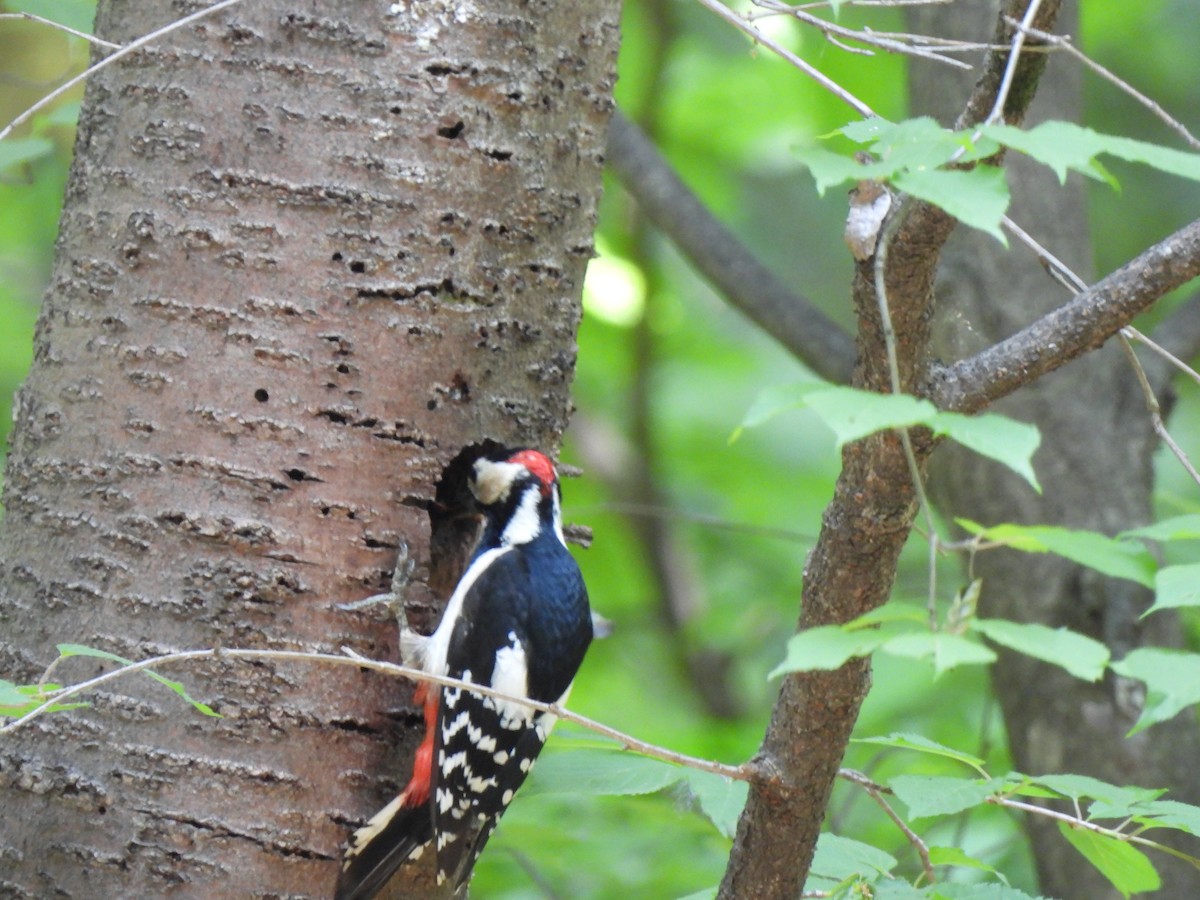 Great Spotted Woodpecker - ML620160867