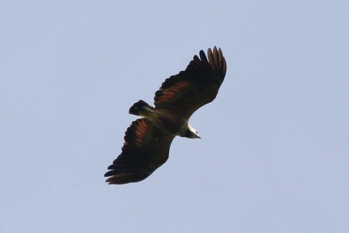 Black-collared Hawk - ML620160874