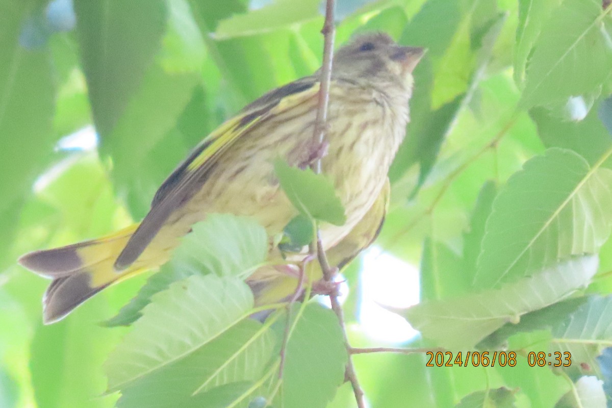 Oriental Greenfinch - ML620160884