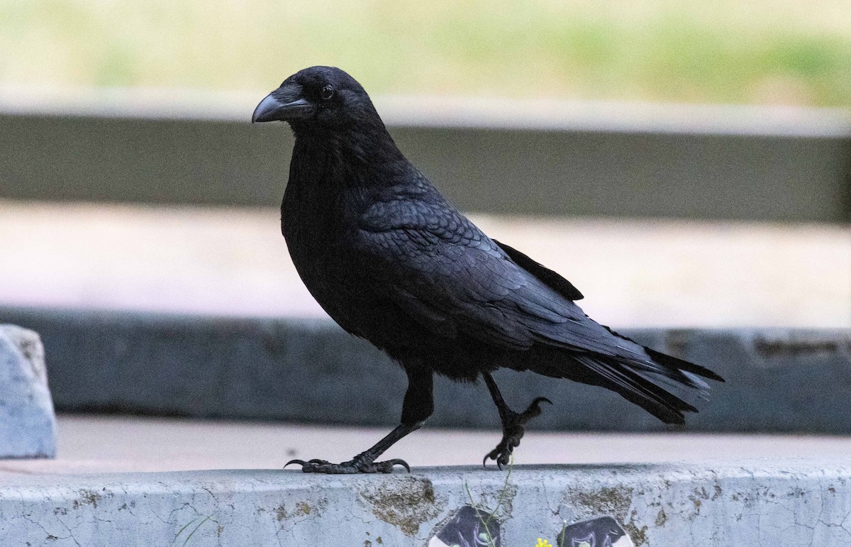 Common Raven - ML620160896
