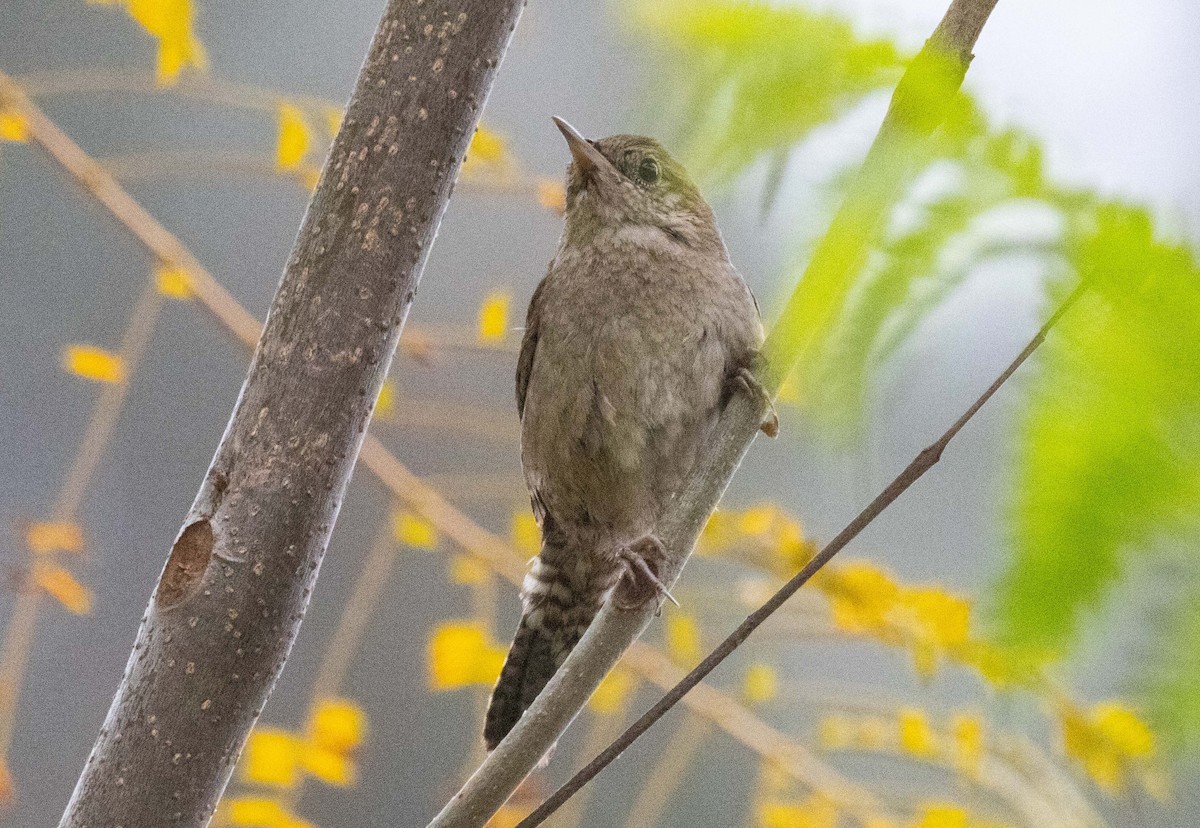 House Wren - ML620160899